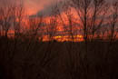 Dawn on a workday morning, from the dining room overlooking the woods in the back garden.