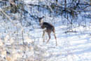 Bambi's back! Another shot of the same deer as he wanders into the woods cleared by Nick on his last visit. Damian and Linda just drank beer and watched him.