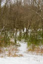 Newly cleared path into the back garden woods is emphasised by the snow.