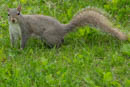 A more typical squirrel, looking cheeky like they always do.