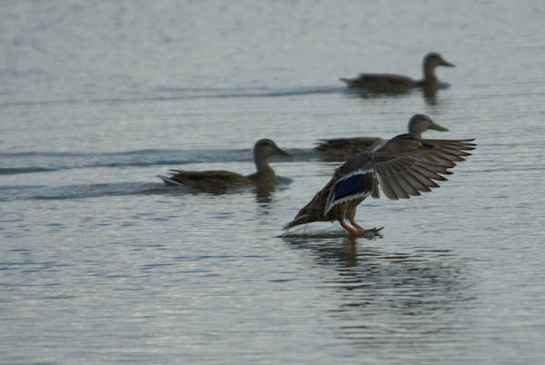 LakeAtBarston